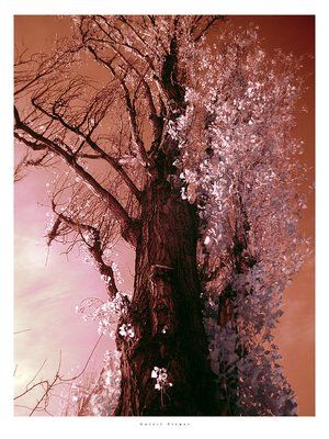 pink_tree.jpg
